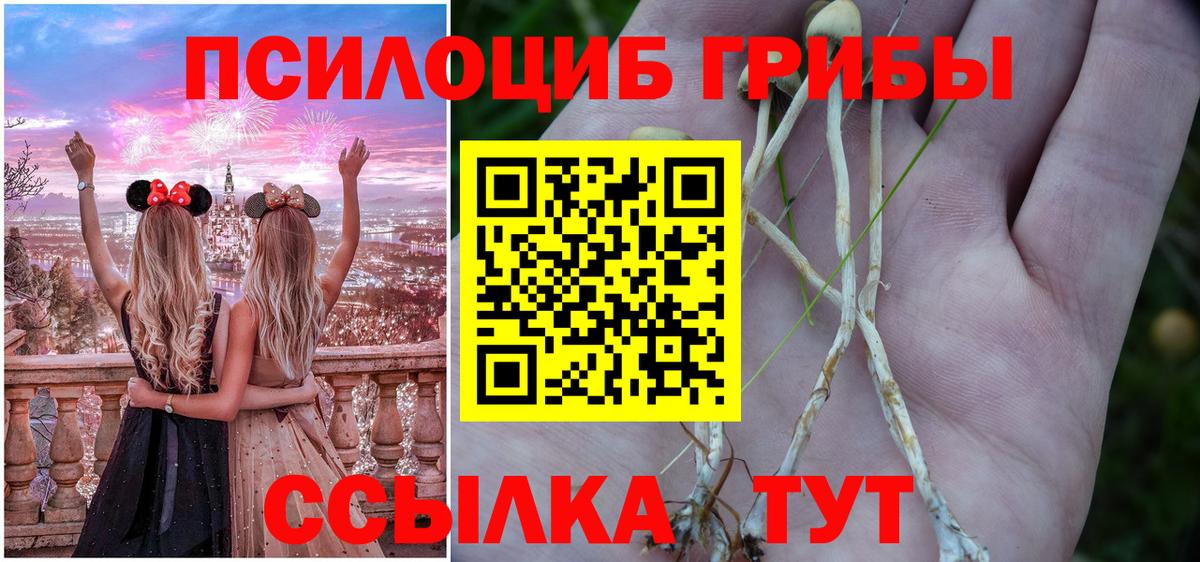 Псилоцибиновые грибы Psilocybe Владивосток